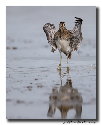 Watersnip - Snipe 2018