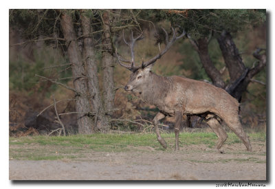 Edelhert - Red Deer 20180920