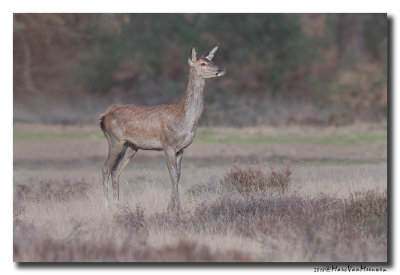 Edelhert - Red Deer 20180920