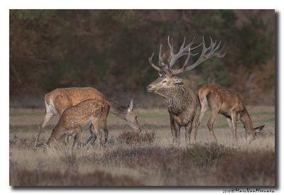 Edelhert - Red Deer 20180920