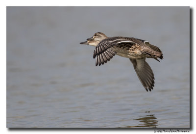 Zomertaling - Garganey 20180821