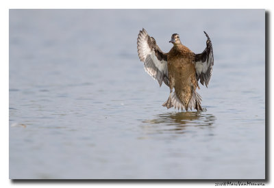 Zomertaling - Garganey 20180828