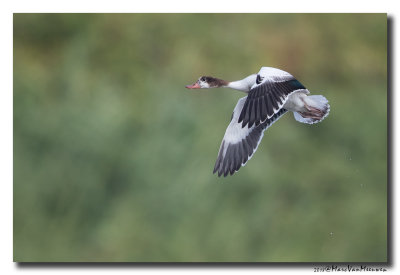 Bergeend - Shelduck 20180821
