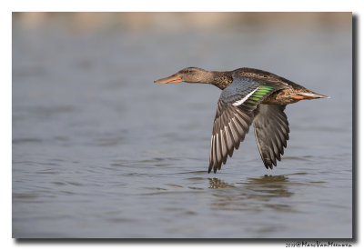 Slobeend - Northern Shoveler 20180821