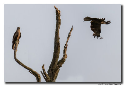 Zwarte Wouw - Black Kite 20180701