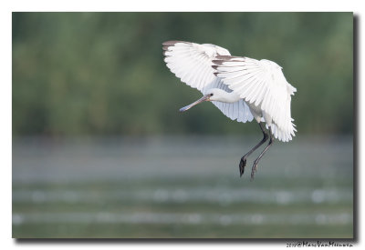 Lepelaar - Spoonbill 2018