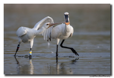 Lepelaar - Spoonbill 2018