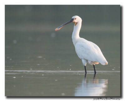 Lepelaar - Spoonbill 2018