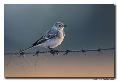 Witte Kwikstaart - White Wagtail 20180801