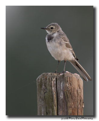 Witte Kwikstaart - White Wagtail 20180801