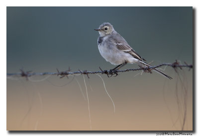 Witte Kwikstaart - White Wagtail 20180801