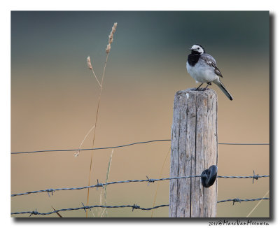 Witte Kwikstaart - White Wagtail 20180801