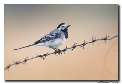 Witte Kwikstaart - White Wagtail 20180802