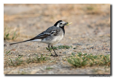 Witte Kwikstaart - White Wagtail 20180802