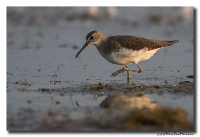 Witgat - Green Sandpiper 20180821