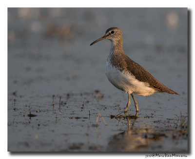 Witgat - Green Sandpiper 20180821