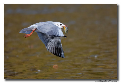 Kokmeeuw - Black-headed Gull 20181106