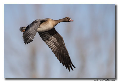 Kolgans - White-fronted Goose 20181106