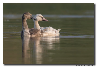Knobbelzwaan - Mute Swan