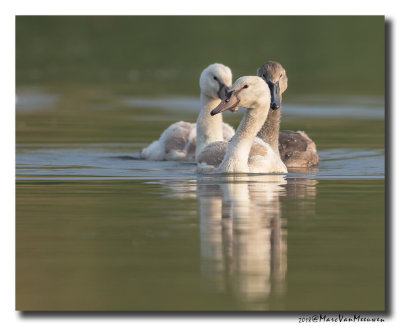 Knobbelzwaan - Mute Swan 