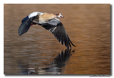 Nijlgans - Egyptian Goose 20181114