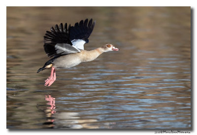 Nijlgans - Egyptian Goose 20181114