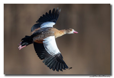 Nijlgans - Egyptian Goose 20181114