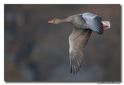 Grauwe Gans - Greylag Goose 2018
