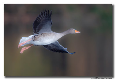 Grauwe Gans - Greylag Goose 2018