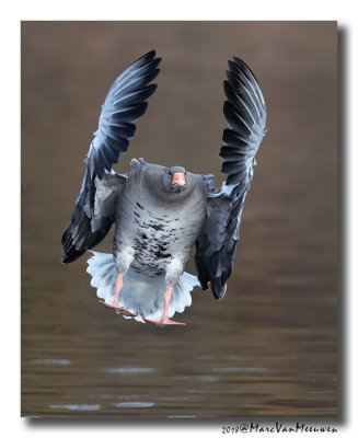 Grauwe Gans - Greylag Goose 2018