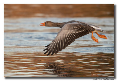 Grauwe Gans - Greylag Goose 2018