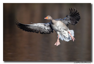 Grauwe Gans - Greylag Goose 2018