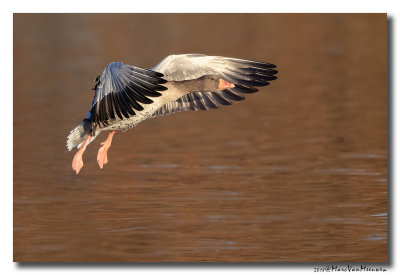 Grauwe Gans - Greylag Goose 2018