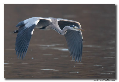 Blauwe Reiger - Grey Heron 201811