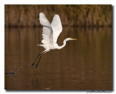 Grote Zilverreiger - Great Egret 20181115