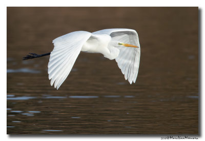 Grote Zilverreiger - Great Egret 20181115