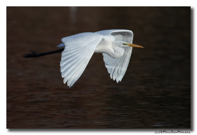 Grote Zilverreiger - Great Egret 20181115