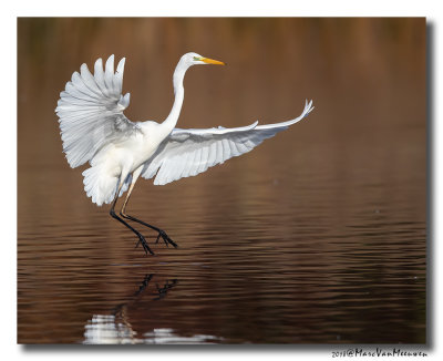 Grote Zilverreiger - Great Egret 