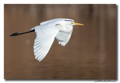 Grote Zilverreiger - Great Egret 20181115