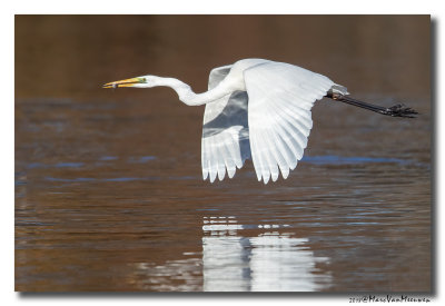 Grote Zilverreiger - Great Egret 20181115