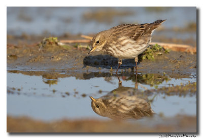 Waterpieper - Water Pipet 20181105