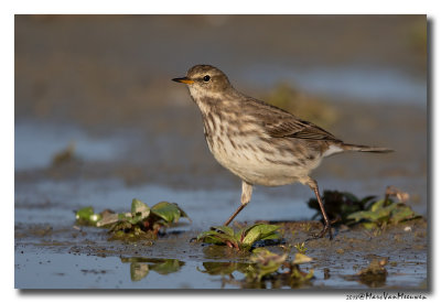 Waterpieper - Water Pipet 20181105