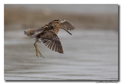 Watersnip - Snipe 2018