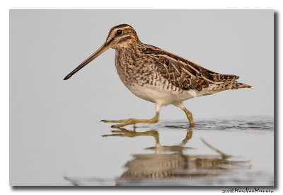 Watersnip - Snipe 2018