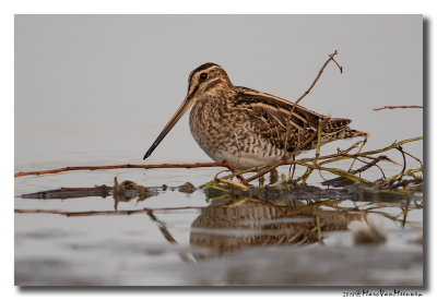 Watersnip - Snipe 2018