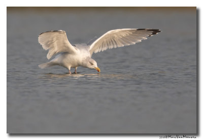 Zilvermeeuw - Herring Gull 2018