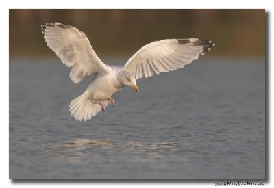 Zilvermeeuw - Herring Gull 2018