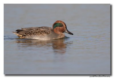 Wintertaling - Eurasian Teal 2018