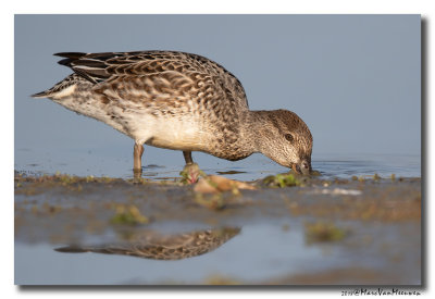 Wintertaling - Eurasian Teal 2018