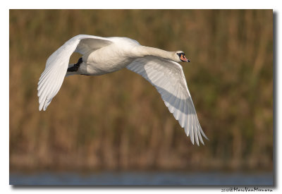 Knobbelzwaan - Mute Swan